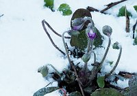 Bild: Winter statt Fr&uuml;hling