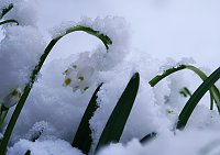 Bild: Winter statt Fr&uuml;hling