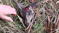 Grausame Jagd auf Kängurus Bild: Grausame Jagd auf Kängurus