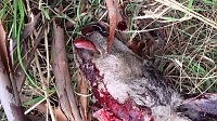 Grausame Jagd auf Kängurus Bild: Grausame Jagd auf Kängurus