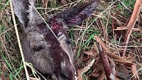 Grausame Jagd auf Kängurus Bild: Grausame Jagd auf Kängurus