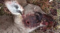 Grausame Jagd auf Kängurus Bild: Grausame Jagd auf Kängurus