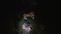 Grausame Jagd auf Kängurus Bild: Grausame Jagd auf Kängurus
