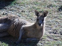 Grausame Jagd auf Kängurus Bild: Grausame Jagd auf Kängurus