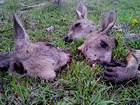Grausame Jagd auf Kängurus Bild: Grausame Jagd auf Kängurus