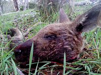 Grausame Jagd auf Kängurus Bild: Grausame Jagd auf Kängurus