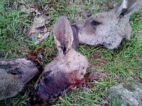 Grausame Jagd auf Kängurus Bild: Grausame Jagd auf Kängurus
