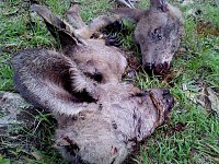 Grausame Jagd auf Kängurus Bild: Grausame Jagd auf Kängurus