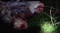 Grausame Jagd auf Kängurus Bild: Grausame Jagd auf Kängurus