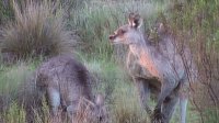Grausame Jagd auf Kängurus Bild: Grausame Jagd auf Kängurus