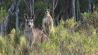 Grausame Jagd auf Kängurus Bild: Grausame Jagd auf Kängurus