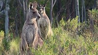 Grausame Jagd auf Kängurus Bild: Grausame Jagd auf Kängurus