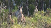 Grausame Jagd auf Kängurus Bild: Grausame Jagd auf Kängurus
