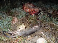 Grausame Jagd auf Kängurus Bild: Grausame Jagd auf Kängurus