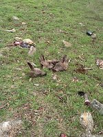 Grausame Jagd auf Kängurus Bild: Grausame Jagd auf Kängurus