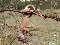 Grausame Jagd auf Kängurus Bild: Grausame Jagd auf Kängurus