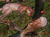 Grausame Jagd auf Kängurus Bild: Grausame Jagd auf Kängurus
