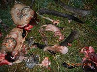 Grausame Jagd auf Kängurus Bild: Grausame Jagd auf Kängurus