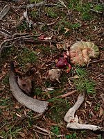 Grausame Jagd auf Kängurus Bild: Grausame Jagd auf Kängurus