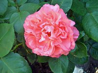 Rosen – Königinnen der Blumen stehen in wahrer Blütenpracht Bild: Rosen – Königinnen der Blumen stehen in wahrer Blütenpracht
