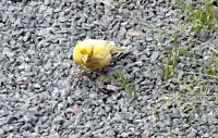 Wer kennt diese Vögel? Bild: Wer kennt diese Vögel?