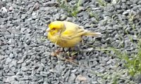 Wer kennt diese Vögel? Bild: Wer kennt diese Vögel?