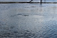 Grasmahd im Bebraer Teich Bild: Grasmahd im Bebraer Teich