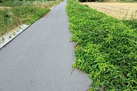 Da wächst etwas zu! Bild: Da wächst etwas zu!