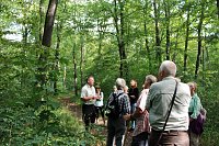 "Südländische Bäume im Possenwald" Bild: "Südländische Bäume im Possenwald"