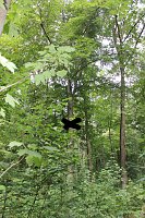 "Südländische Bäume im Possenwald" Bild: "Südländische Bäume im Possenwald"