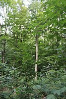 "Südländische Bäume im Possenwald" Bild: "Südländische Bäume im Possenwald"