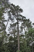 "Südländische Bäume im Possenwald" Bild: "Südländische Bäume im Possenwald"
