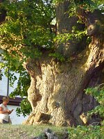 Bild: Lindenfest mit Filmvorf&uuml;hrung
