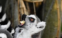 Gleich 12 mal konnte man sich im Affenwald auf dem Straußberg über Nachwuchs freuen Bild: Gleich 12 mal konnte man sich im Affenwald auf dem Straußberg über Nachwuchs freuen