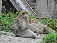 Gleich 12 mal konnte man sich im Affenwald auf dem Straußberg über Nachwuchs freuen Bild: Gleich 12 mal konnte man sich im Affenwald auf dem Straußberg über Nachwuchs freuen