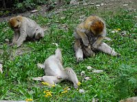 Gleich 12 mal konnte man sich im Affenwald auf dem Straußberg über Nachwuchs freuen Bild: Gleich 12 mal konnte man sich im Affenwald auf dem Straußberg über Nachwuchs freuen