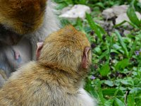 Gleich 12 mal konnte man sich im Affenwald auf dem Straußberg über Nachwuchs freuen Bild: Gleich 12 mal konnte man sich im Affenwald auf dem Straußberg über Nachwuchs freuen