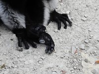 Gleich 12 mal konnte man sich im Affenwald auf dem Straußberg über Nachwuchs freuen Bild: Gleich 12 mal konnte man sich im Affenwald auf dem Straußberg über Nachwuchs freuen