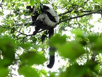Gleich 12 mal konnte man sich im Affenwald auf dem Straußberg über Nachwuchs freuen Bild: Gleich 12 mal konnte man sich im Affenwald auf dem Straußberg über Nachwuchs freuen