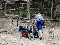 Gleich 12 mal konnte man sich im Affenwald auf dem Straußberg über Nachwuchs freuen Bild: Gleich 12 mal konnte man sich im Affenwald auf dem Straußberg über Nachwuchs freuen