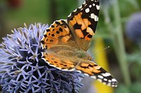 Distelfalter Bild: Distelfalter