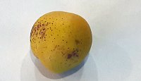 Seltsame Frucht Bild: Seltsame Frucht