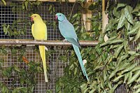 Bild: Viele exotische V&ouml;gel zu sehen