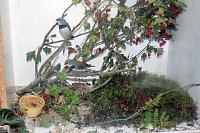 Bild: Viele exotische V&ouml;gel zu sehen