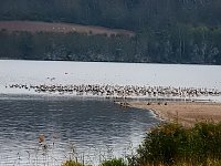 Bild: Kraniche am Stausee Kelbra
