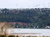 Bild: Kraniche am Stausee Kelbra