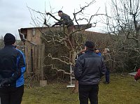 Reges Interesse an Schulungen zum Obstbaumschnitt Bild: Reges Interesse an Schulungen zum Obstbaumschnitt