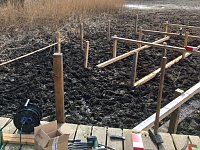 Frühlingserwachen an den Bebraer Teichen ... Bild: Frühlingserwachen an den Bebraer Teichen ...