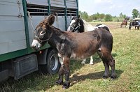 Kampf der Giganten Sundhausen Bild: Kampf der Giganten Sundhausen