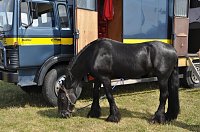 Kampf der Giganten Sundhausen Bild: Kampf der Giganten Sundhausen